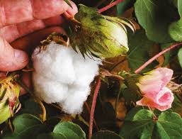There are no gm crops modified in this way currently being grown commercially, but there have been proof of principle studies in rice. Do Gm Crops Damage The Environment Royal Society