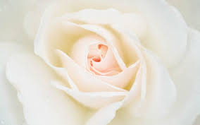 تحميل خلفيات وردة بيضاء زهرة جميلة بيضاء برعم الورد ماكرو