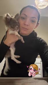 grandir #chihuahua #drole_videos #chienmignon #magnifique_😍😍