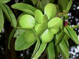 Image result for Hippocratea