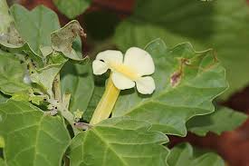 Image result for Pedalium