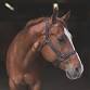 Kingston Equine Vets November Client Evening 2025 event image