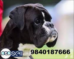 North texas boxer rescue provides a safe haven, medical, training, and placement services for boxers that are homeless, in shelters, or in situations where their owners can no longer care for them. Boxer Puppies For Sale In Chennai Chennai Free Classifieds