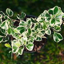 Image result for Ficus tesselata