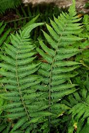 Image result for Christella