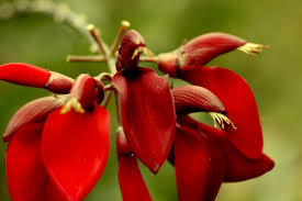 Red flower ( Hoa Vong Kê)