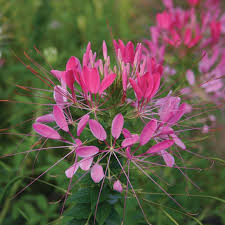 Image result for Cleome