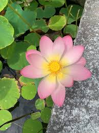 Bending Tree Tai Chi