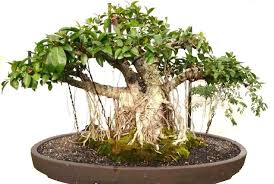 Then plant in an entirely new media to help it recover. The Best Time To Root Prune And Repot Your Bonsai