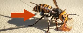 Hornets board 'on record' about draft/fa/trades thread to the index and set this thread as an. Here S The Genius Trick Usda Is Using To Infiltrate Nests Of Giant Murder Hornets
