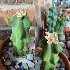 And then remove all but the bottom 6 inches and leave it to regrow is it possible to cut it into multiple segments? 15 Day Progress On This Myrtillocactus Geometrizans Fukurokuryuzinboku Booby Cactus Baby The Top Cutting Is Also Rooted 1 5 Months After Cutting Cactus