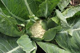 Before learning how to grow cauliflower you'll need to identify the best variety for you. How To Plant And Grow Cauliflower