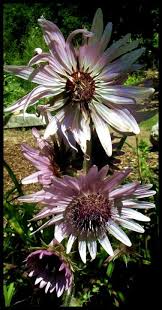 Image result for Berkheya speciosa