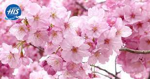 Bunga yang berwarna merah muda ini memang indah dan digandrungi para pelancong yang sengaja mendaratkan perjalanan di jepang. Orang Jepang Suka Bunga Sakura
