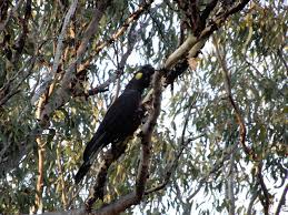 Image result for Cola pierlotii