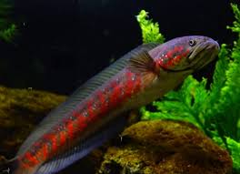 Ikan yang berukuran 4 cm ini merupakan ikan air tawar yang cukup populer di tengah pecinta ikan hias indonesia lho, guys. Umpan Ikan Predator Air Tawar Yang Alami Mudah Didapat