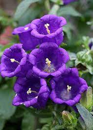 Pin On Flowers Beauty Colors And Design Patterns
