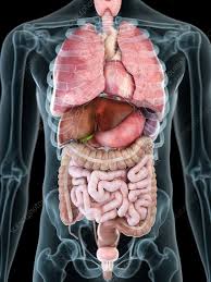 Image result for internal organs