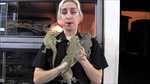 Adult Bearded Dragons Youtube