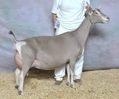 Source for information on toggenburg goat: Breeds Of Goats Vet In Sale Creek Sale Creek Veterinary Services