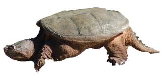 They can live 75 or more years, and the biggest one caught in the wild historians speculate snapping turtle meat was served at the first thanksgiving. Conservation Status Of Each Turtle Species In Florida Crazy Plants Crazy Critters