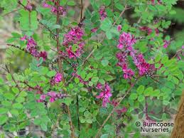 Image result for Indigofera kirkii