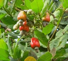 Image result for Anacardium occidentale