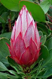 Queen Protea Flor De Australia Protea Flower Australian Native Flowers Australian Flowers