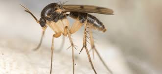 Watch this video to learn about a bunch of different ways you can get rid of gnats in different parts of your house with different homemade tools. How To Rid Your Home Of Gnats