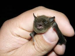 Did you know that there are more than forty different species of bats in the united states alone? Got Pests