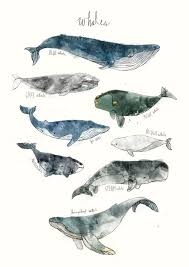 Whales Art Print By Amy Hamilton Whale Art Print Whale Art Animal Art