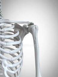 ***from the creator of visual anatomy app features: 3d Rendered Illustration Of Shoulder Bones In Human Skeleton Scapula Anatomy Stock Photo 243427146