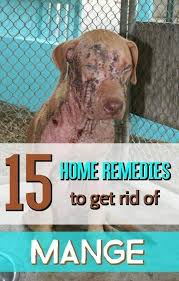 If You Want To Know How To Get Rid Of Mange In Dogs Then Try Our Natural Treatments These Home Remedies For Mange In Dog Dog Remedies Dog Mange Mites On