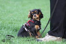 During fear periods, puppies become more sensitive and aware of the world around them. Puppy Fear Fearful Puppies Best Behaviour Dog Training