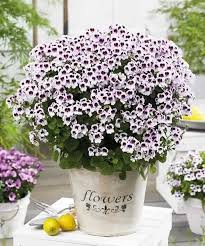 Image result for foto muškáty