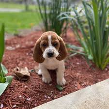 Browse photos and descriptions of 1000 of texas basset hound puppies of many breeds available right now! All The Colors And Markings Of Basset Hound With Pictures
