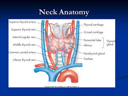 This diagram depicts neck anatomy pictures. Thyroid Parathyroid And Neck Ppt Video Online Download