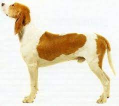 Le français blanc et orange est un chien actif et endurant, capable de soutenir une allure des heures durant. Chien Francais Blanc Et Orange Dog Breeds Domestic Dog Canine Companions