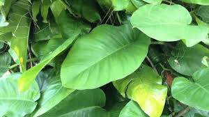 Maybe you would like to learn more about one of these? Philodendron Giganteum 1 Care Instructions