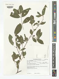 Image result for Bullockia setiflora