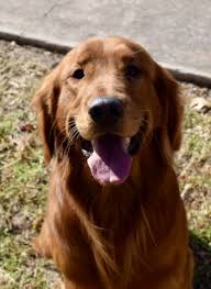 Stud, brady, is a best in show. Creed Goldens Golden Retriever Stud In Fort Worth Texas