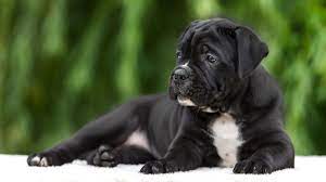 Hanno bisogno di livelli bilanciati di proteine, grassi e carboidrati. Il Miglior Cibo Per Il Cane Corso Cuccioli Adulti E Anziani Nel 2021