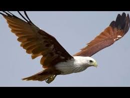 We did not find results for: Burung Elang Bondol Garang Kalau Dideketin Haliastur Indus Youtube