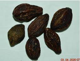 Image result for Terminalia boivinii
