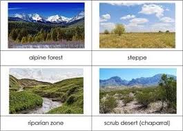 Types Of Biomes Nomenclature Cards Biomes Temperate Coniferous Forest Ecosystems