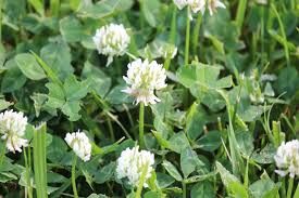 Maybe you would like to learn more about one of these? May Wildflowers In Ohio Seasons Flow