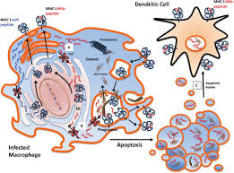 Om swastiastu, merupakan salam pembuka yang biasa. Evasion Of Innate And Adaptive Immunity By Mycobacterium Tuberculosis Microbiology Spectrum