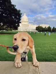 Maybe you would like to learn more about one of these? Lu S Labs Labrador Retriever Rescue