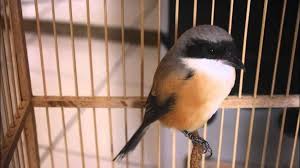 Streaming online dan download video 360p 480p 720p 1080p, gambar lebih jernih dan tajam. Pin En Burung Cendet