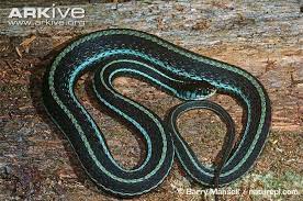Garter Snakes In Wisconsin Common Garter Snake Thamnophis Sirtalis Snake Snake Photos Michigan Blue